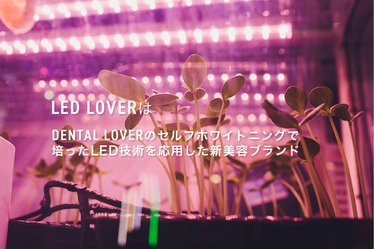 公式】LED LOVER (LEDラバー) | LEDヘアアイロン・脱毛・美容アイテム